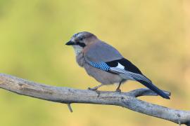 Sójka - Eurasian Jay