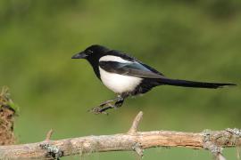 Sroka - Pica pica - Eurasian Magpie