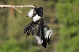 Sroka - Pica pica - Eurasian Magpie