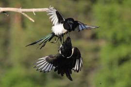 Sroka - Pica pica - Eurasian Magpie