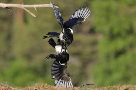 Sroka - Pica pica - Eurasian Magpie