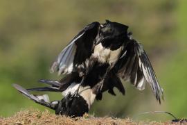 Sroka - Pica pica - Eurasian Magpie