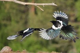 Sroka - Pica pica - Eurasian Magpie