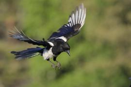Sroka - Pica pica - Eurasian Magpie