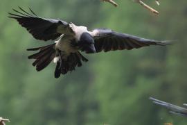 Wrona siwa - Hooded Crow