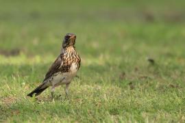 Kwiczoł - Fieldfare