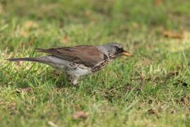 Kwiczoł - Fieldfare