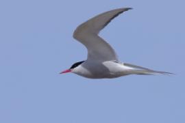 Rybitwa popielata - Sterna paradisaea - Arctic Tern