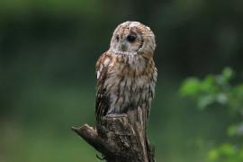 Puszczyk - Tawny Owl