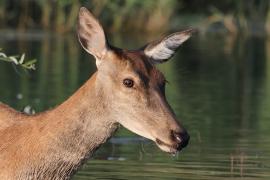 Jeleń szlachetny - Red deer