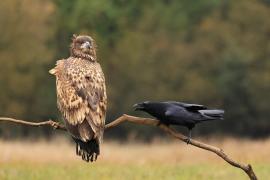 Kruk - Common Raven