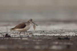 Kwokacz - Tringa nebularia - Common Greenshank
