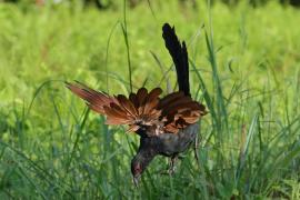 Kukal zmienny - Greater Coucal