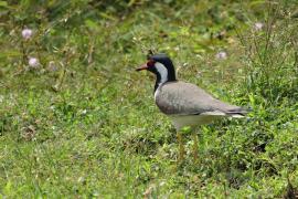 Czajka indyjska - Red-wattled Lapwing