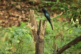 Dziwogon rajski - Greater Racket-tailed Drongo