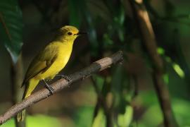 Szczeciak złotolicy - Yellow-browed Bulbul