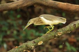 Czapla siodłata - Indian Pond-Heron