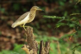 Czapla siodłata - Indian Pond-Heron