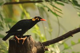 Gwarek malabarski - Southern Hill Myna