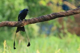 Dziwogon rajski - Greater Racket-tailed Drongo