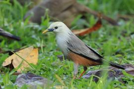 Szpak rdzawobrzuchy - Malabar Starling