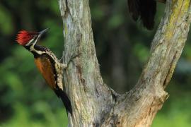 Sułtanik żółtogrzbiety - Black-rumped Flameback