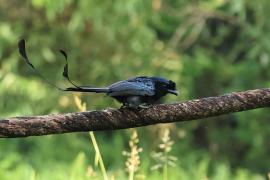 Dziwogon rajski - Greater Racket-tailed Drongo