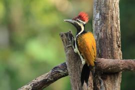 Sułtanik żółtogrzbiety - Black-rumped Flameback