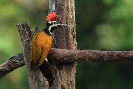 Sułtanik żółtogrzbiety - Black-rumped Flameback