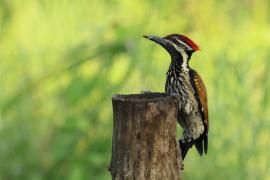Sułtanik żółtogrzbiety - Black-rumped Flameback