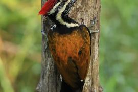 Sułtanik żółtogrzbiety - Black-rumped Flameback