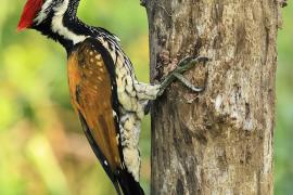 Sułtanik żółtogrzbiety - Black-rumped Flameback