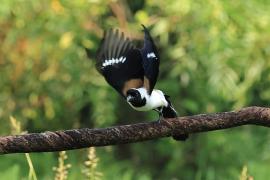 Srokówka białobrzucha - White-bellied Treepie