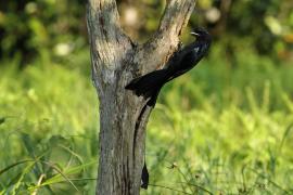 Dziwogon rajski - Greater Racket-tailed Drongo