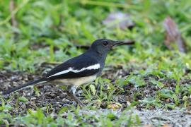 Sroczek zmienny - Oriental Magpie-Robin
