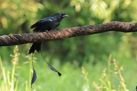 Dziwogon rajski - Greater Racket-tailed Drongo