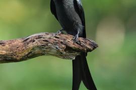Dziwogon popielaty - Ashy Drongo