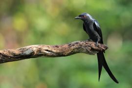 Dziwogon popielaty - Ashy Drongo