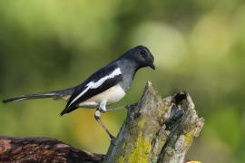 Sroczek zmienny - Oriental Magpie-Robin