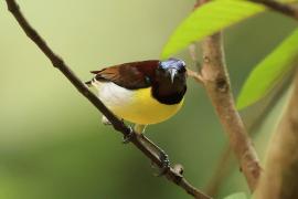 Nektarnik żółtobrzuchy - Purple-rumped Sunbird