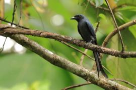 Dziwogon popielaty - Ashy Drongo
