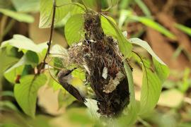 Nektarnik żółtobrzuchy - Purple-rumped Sunbird