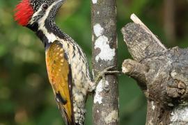 Sułtanik żółtogrzbiety - Black-rumped Flameback