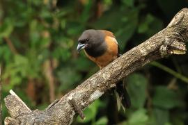 Srokówka jasnoskrzydła - Rufous Treepie