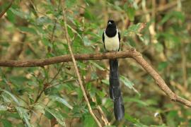 Srokówka białobrzucha - White-bellied Treepie