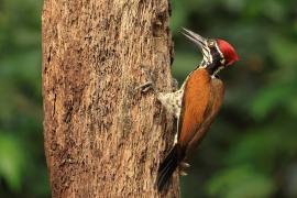 Sułtan indochiński - Greater flameback