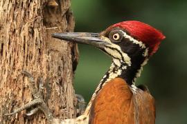 Sułtan indochiński - Greater flameback