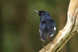 Sroczek zmienny - Oriental Magpie-Robin