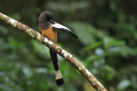 Srokówka jasnoskrzydła - Rufous Treepie