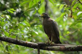 Weżojad czubaty - Crested Serpent-Eagle